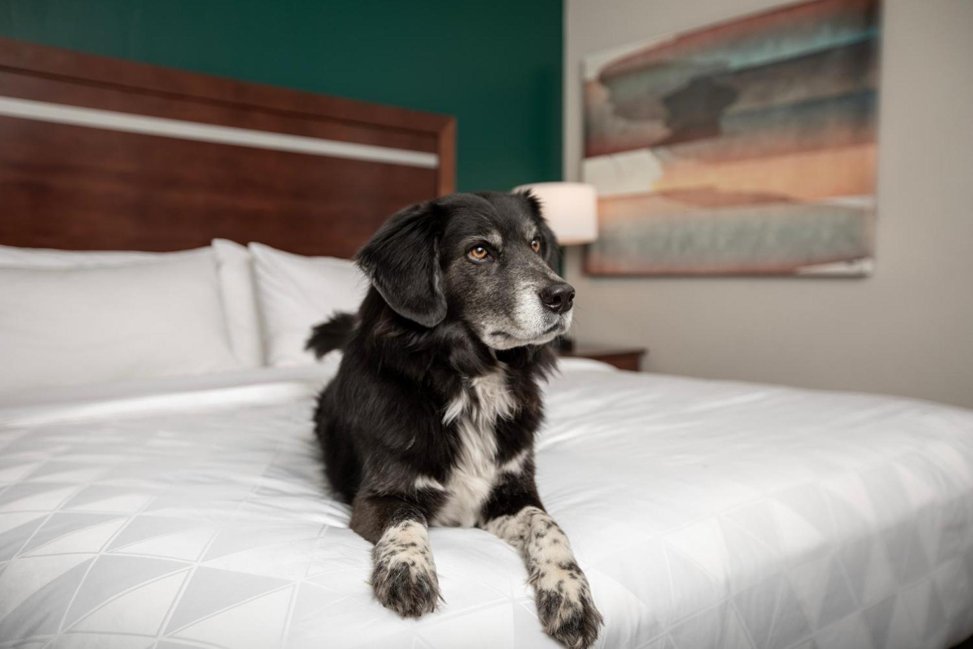 Holiday Inn & Suites Durango Downtown By Ihg Extérieur photo